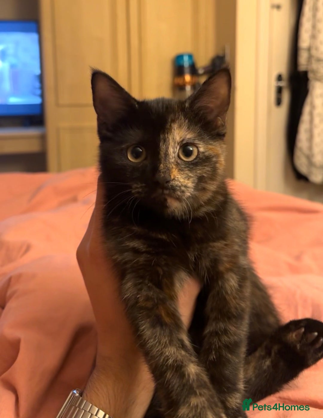 Mixed Breed cats for sale: Pair of bonded, tortoise shell, ragdoll kittens - Image 9