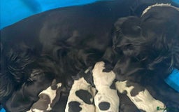 Cocker Spaniel dogs for sale: 8 cocker spaniels for reserve - Image 11