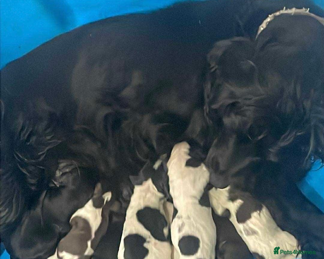 Cocker Spaniel dogs for sale: 8 cocker spaniels for reserve - Image 11
