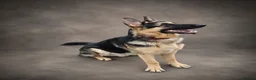 German Shepherd dogs for stud: Harvonock's King Koda @ stud - Advert 4