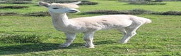 Alpaca livestock for sale: Alpacas for Sale - Advert 2