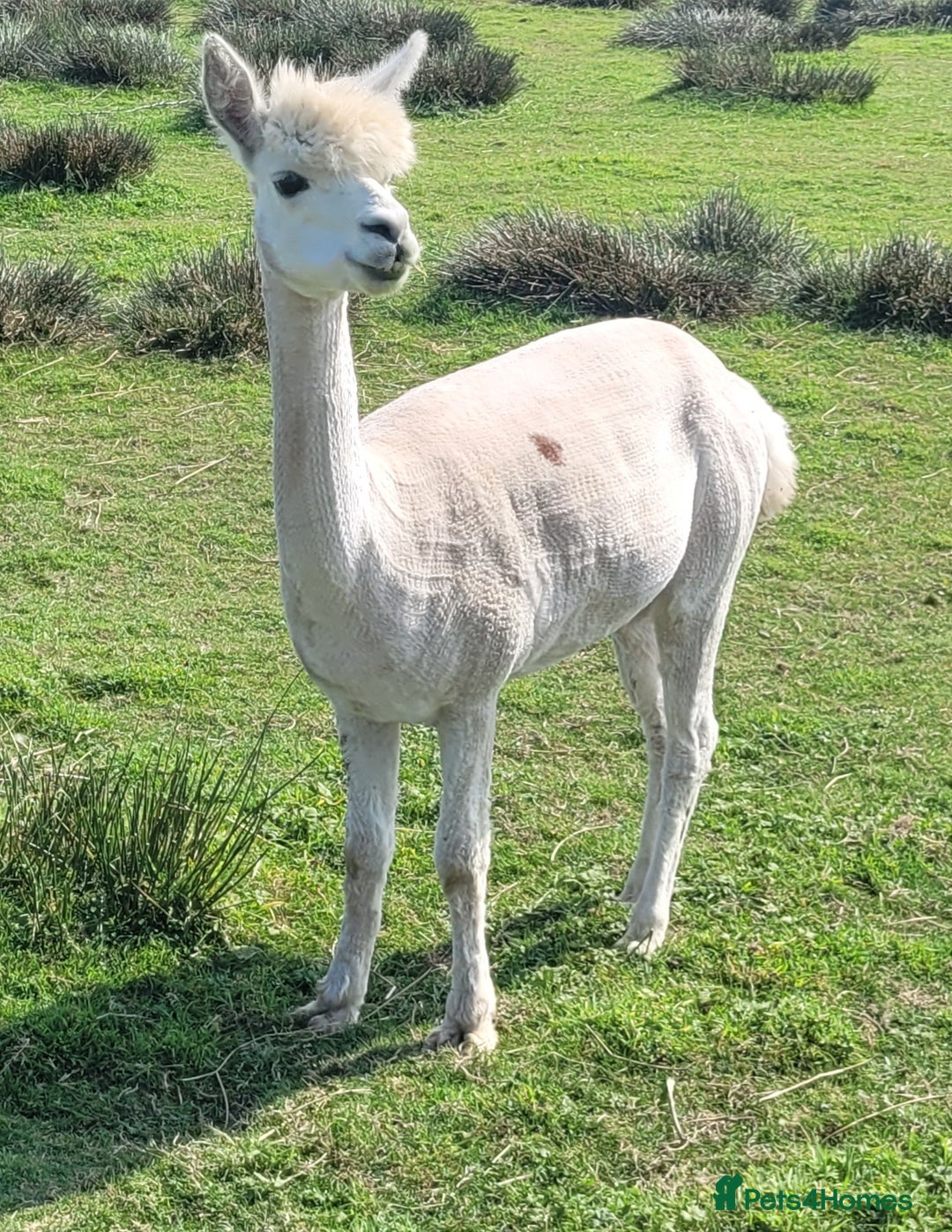Alpaca livestock for sale: Alpacas for Sale - Advert 2