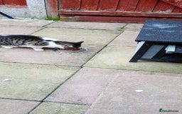 Domestic Shorthair cats for sale: Cat  **  - Image 1