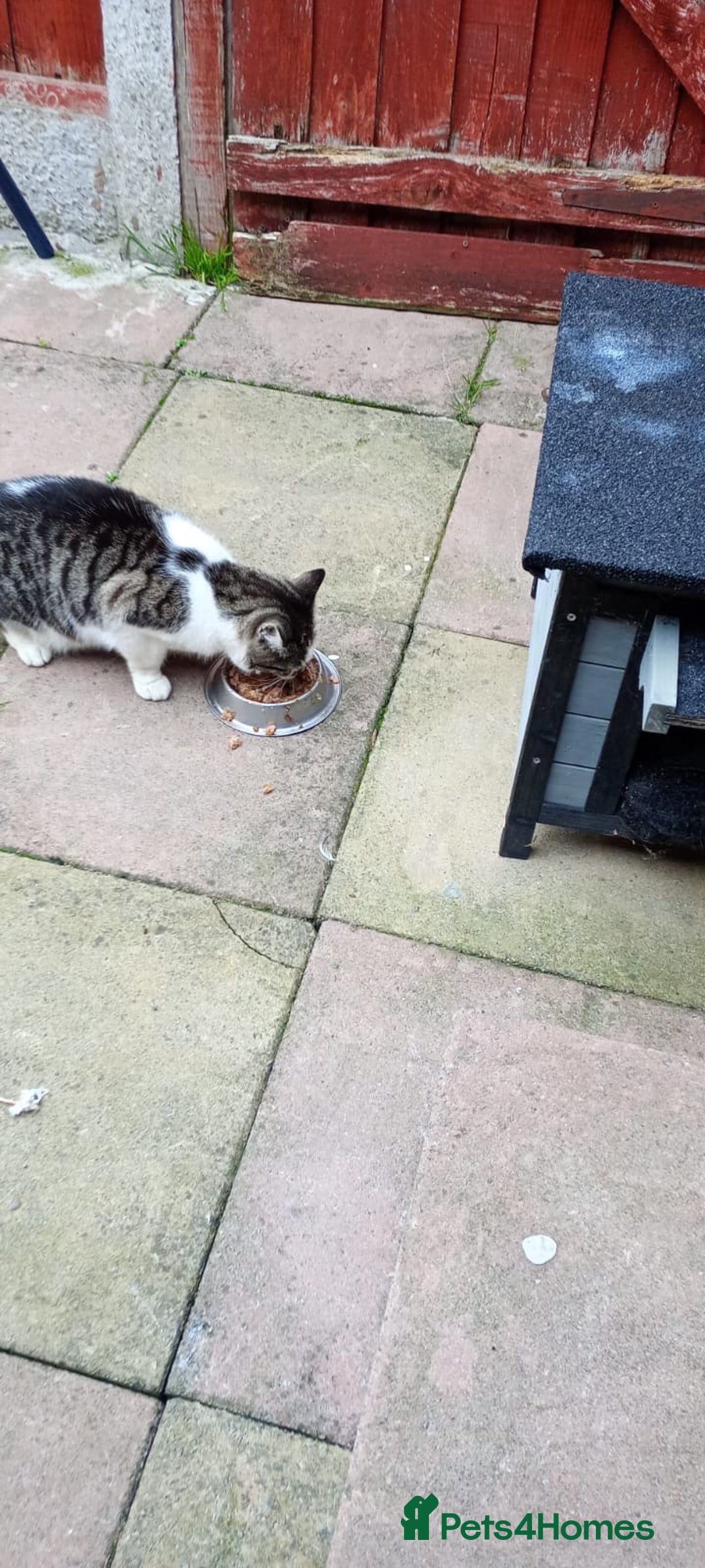 Domestic Shorthair cats for sale: Cat  **  - Image 1