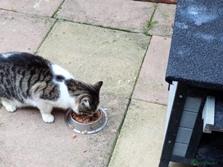 Domestic Shorthair cats for sale - Advert 1