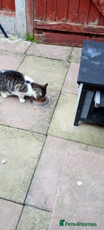 Domestic Shorthair cats - Advert 6