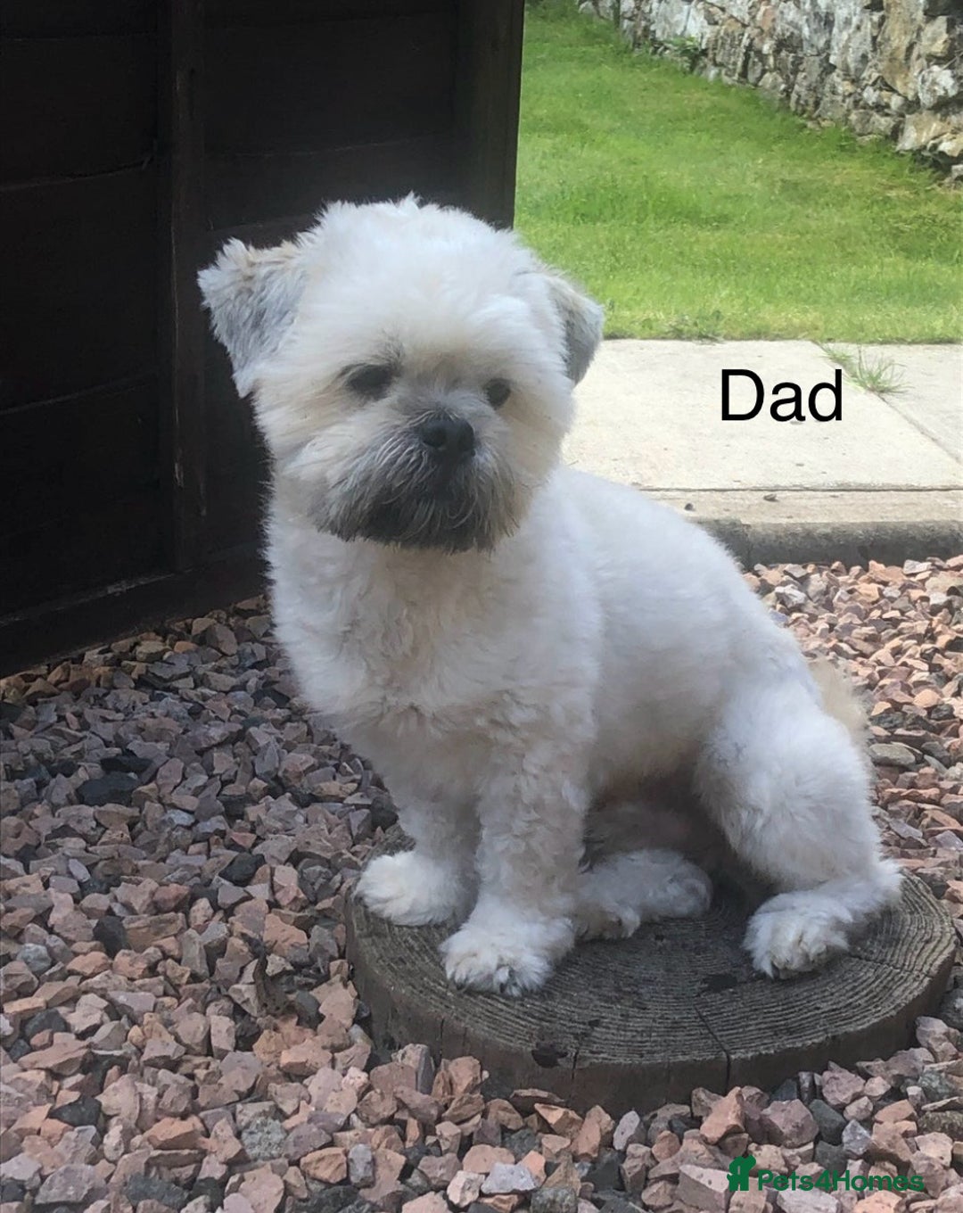 Lhasa Apso dogs for sale: KC Registered Lhasa Apso Puppies For Sale - Advert 12