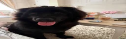 Newfoundland dogs for sale: 10 month Newfoundland girl  in Llantwit Major - Advert 3