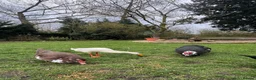 Ducks poultry for sale: Indian runner duck drake for sale  - Advert 3