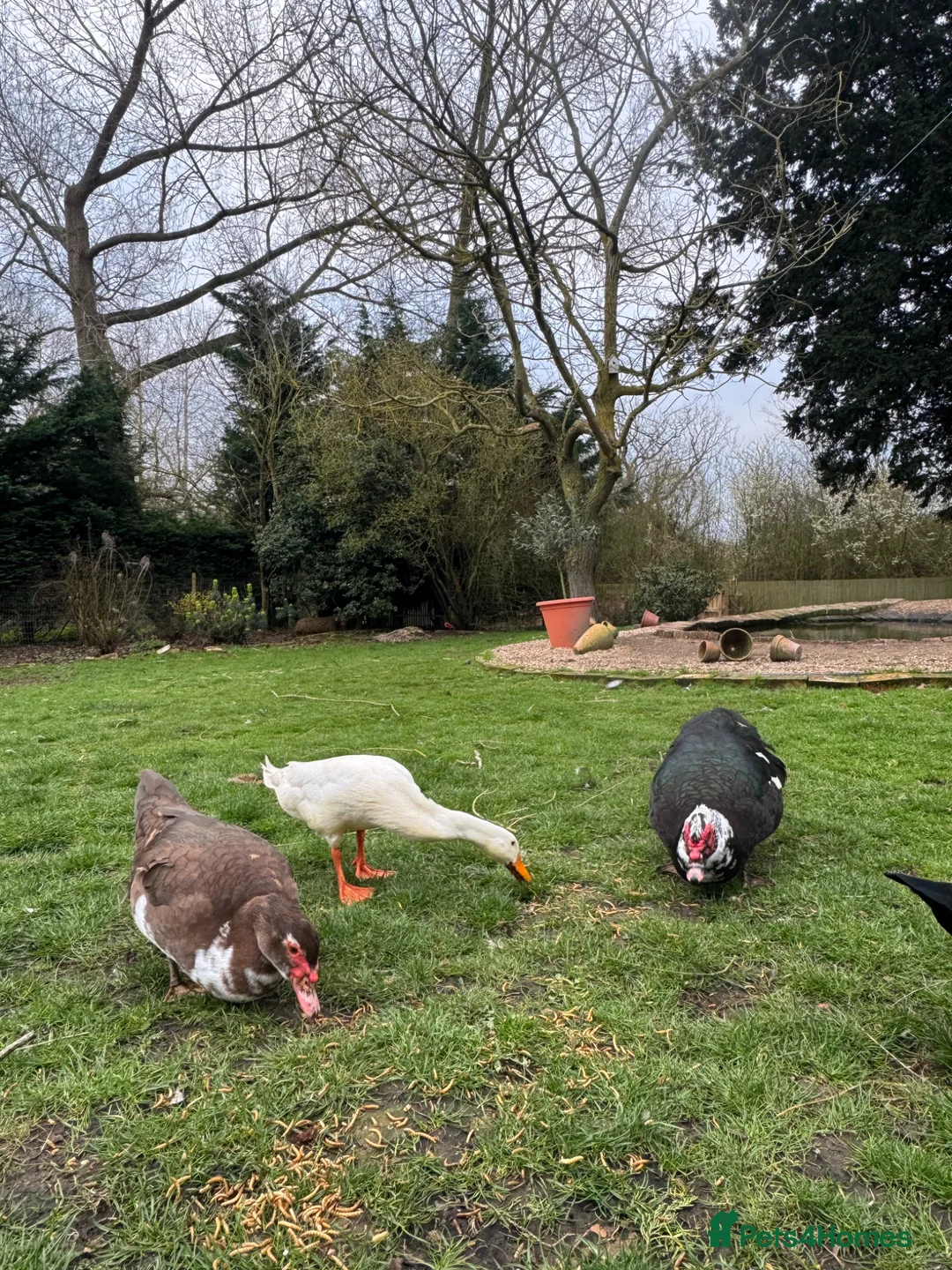 Ducks poultry for sale: Indian runner duck drake for sale  - Advert 3