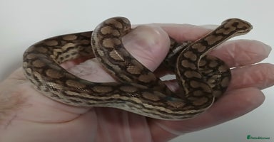 Boa Snake reptiles - Advert 7