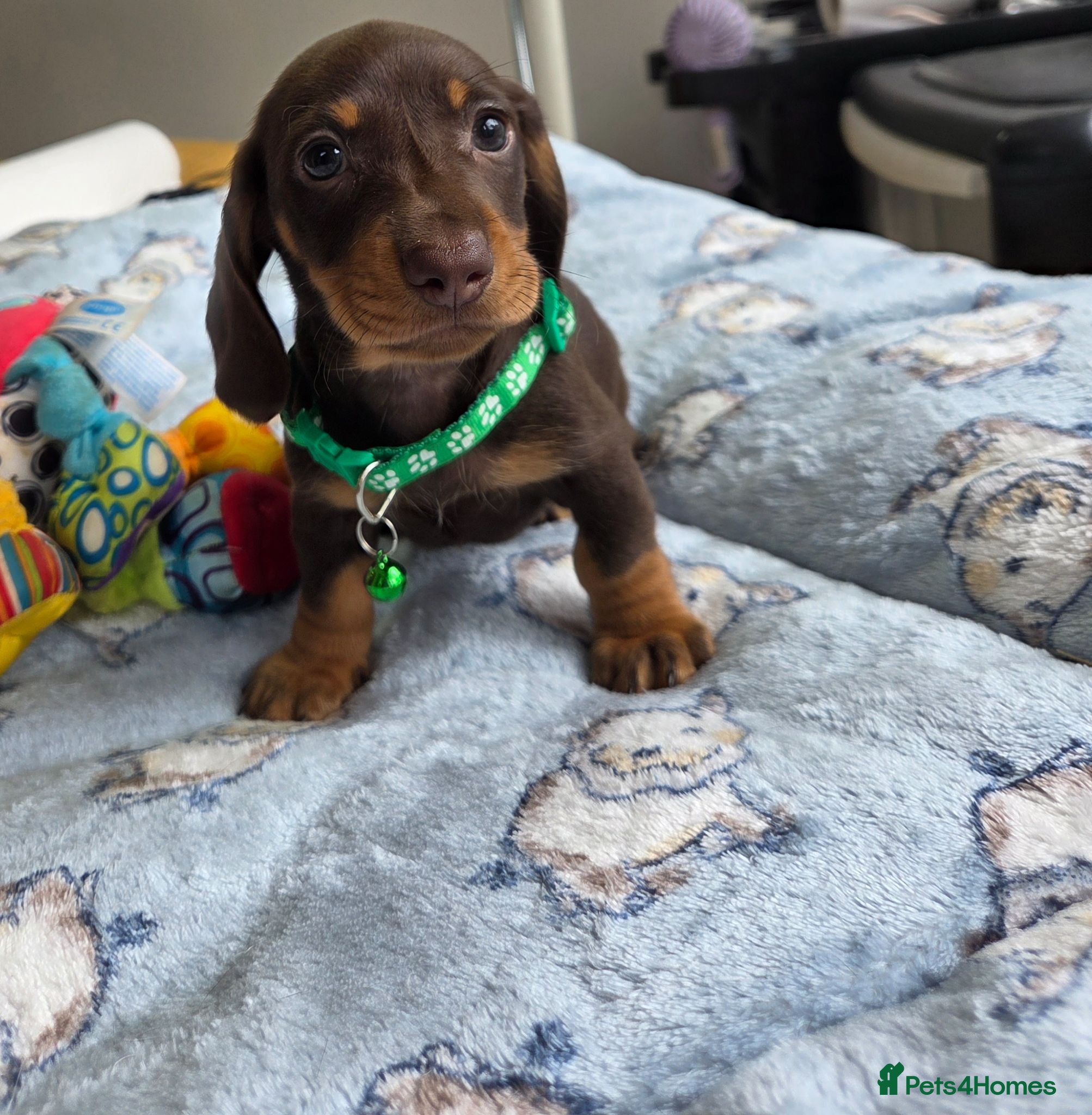 Miniature Dachshund dogs Kc Miniature Dachshund - Advert 12