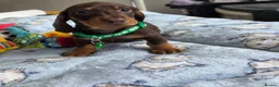 Miniature Dachshund dogs for sale: Miniature Dachshund - Advert 11