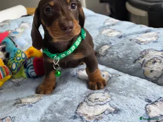 Miniature Dachshund dogs Kc Miniature Dachshund - Advert 12