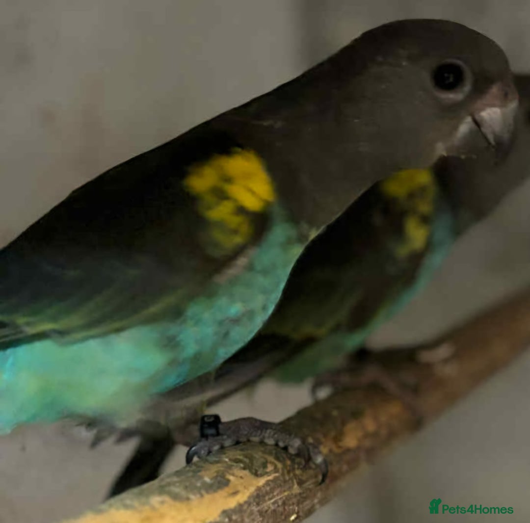 Parrots birds for sale: Stunning Parakeets/PARROTS - Advert 4