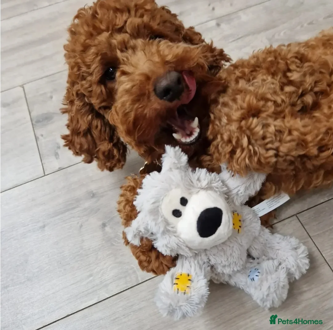 Miniature Poodle dogs for stud: KC DNA tested proven RED miniature poodle stud in Manchester - Advert 9