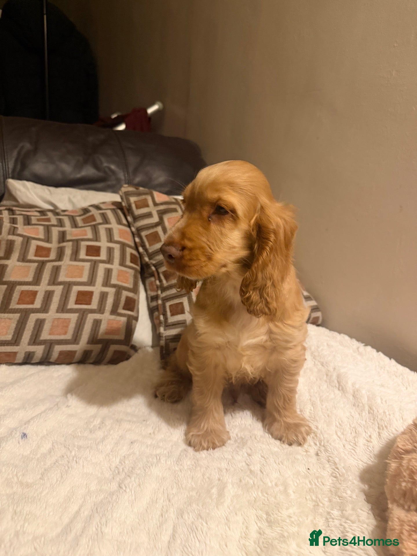 Cocker Spaniel dogs (1 left) KC show type cocker spaniel puppies - Advert 1