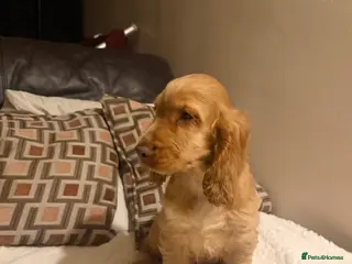 Cocker Spaniel dogs (1 left) KC show type cocker spaniel puppies - Advert 1