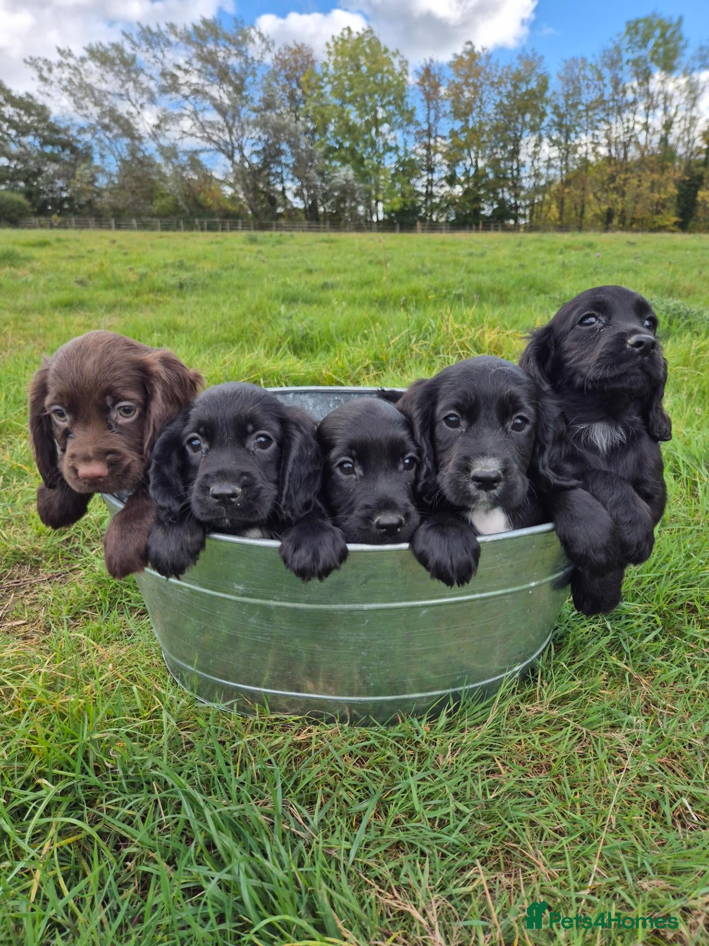 Cocker Spaniel dogs Cocker spaniel pups - Advert 1