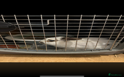Dutch rabbits for sale: Dutch bunny - Image 3