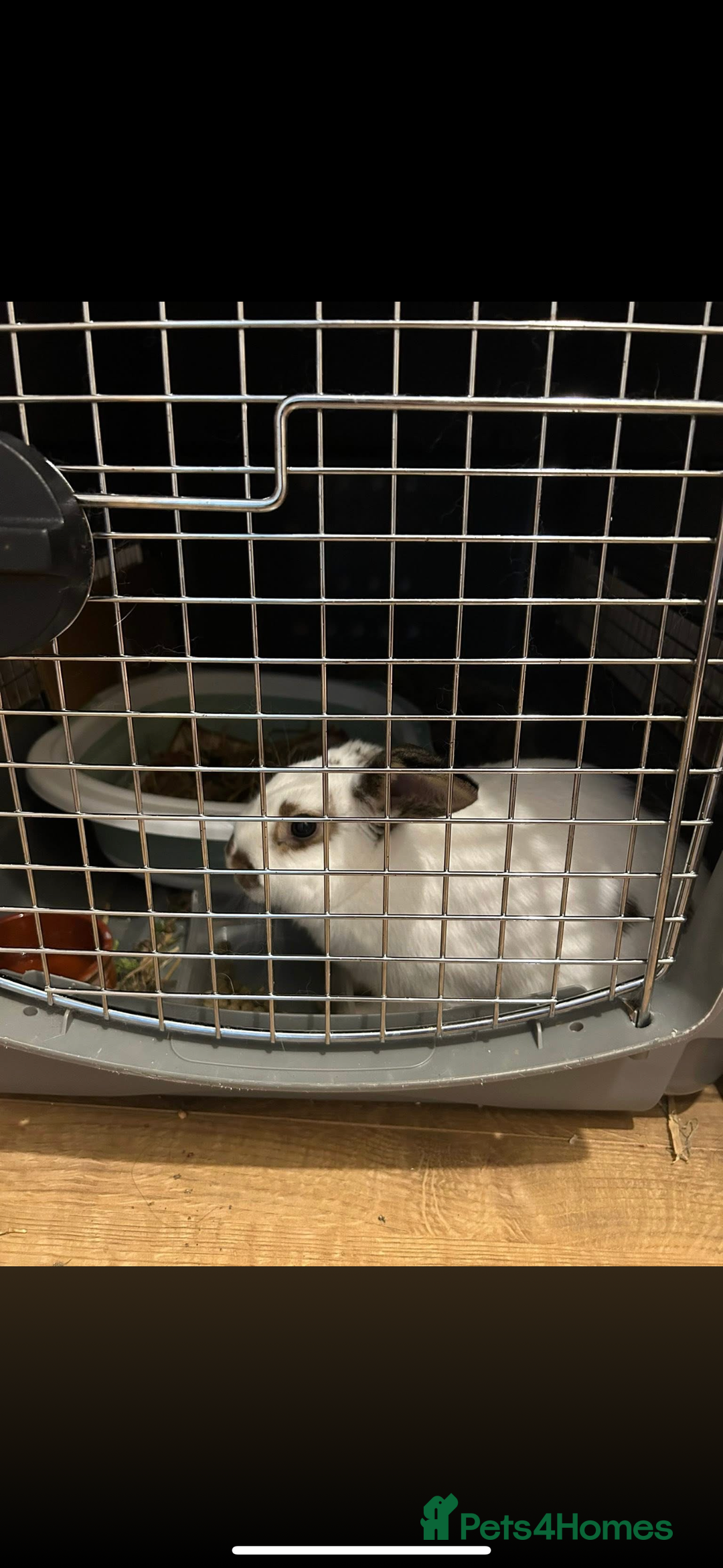 Dutch rabbits for sale: Dutch bunny - Image 3
