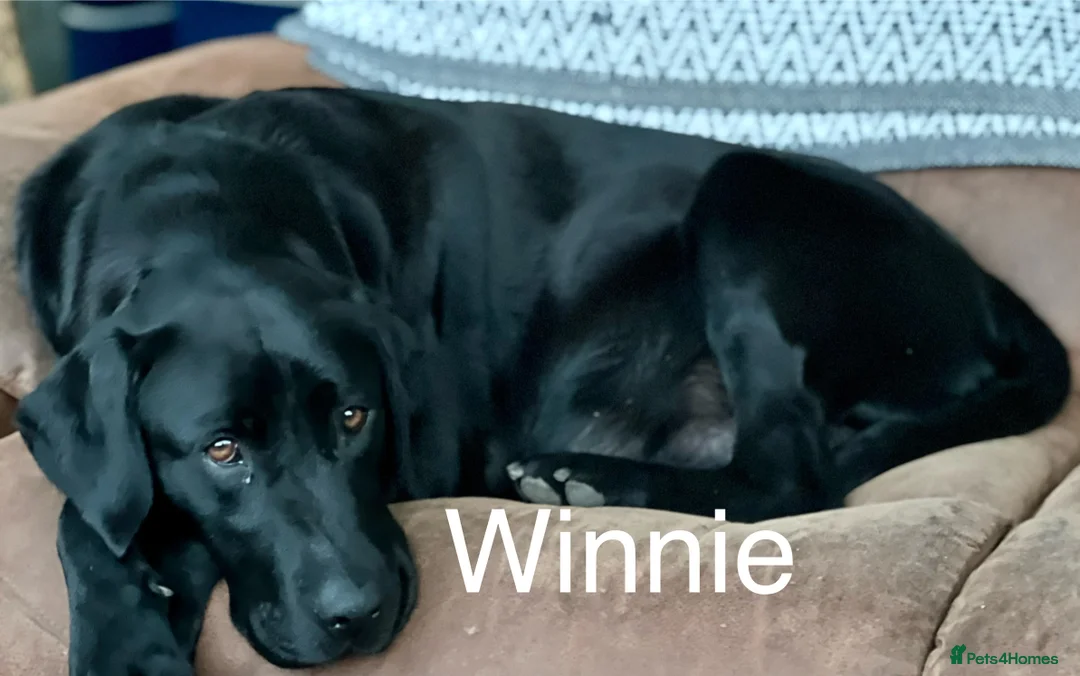 Labrador Retriever dogs for sale: KC Labrador Pups Chunky Traditional  Working - Advert 27