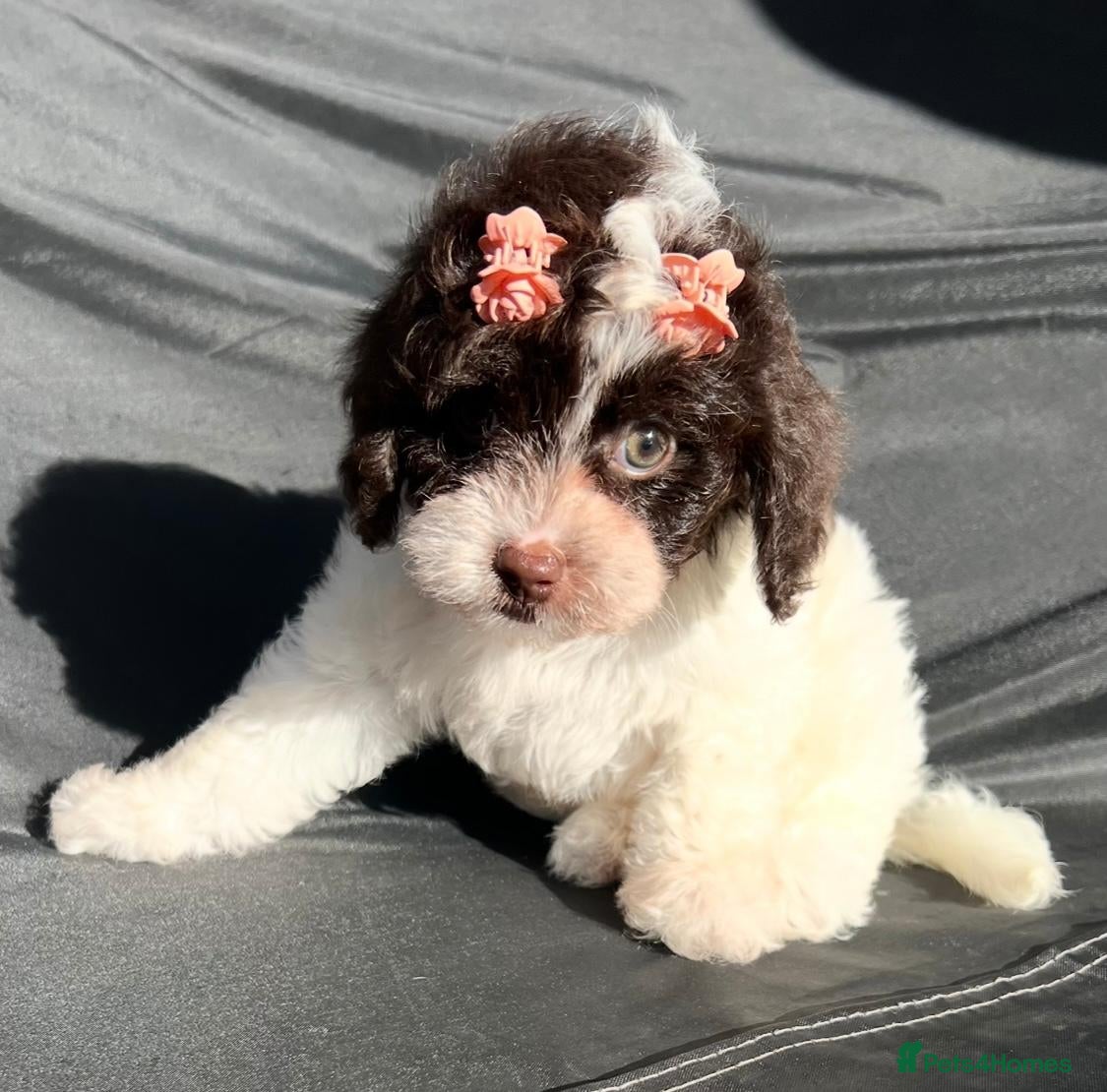 Cavapoo dogs for sale: Toy Cavapoo from health tested parents, LAST ONE! - Advert 1