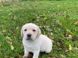 Labrador Retriever dogs - Advert 3