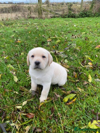 Labrador Retriever dogs - Advert 2