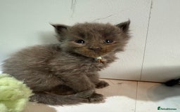 Maine Coon cats for sale: Pedigree Mainecoon kittens  - Image 2