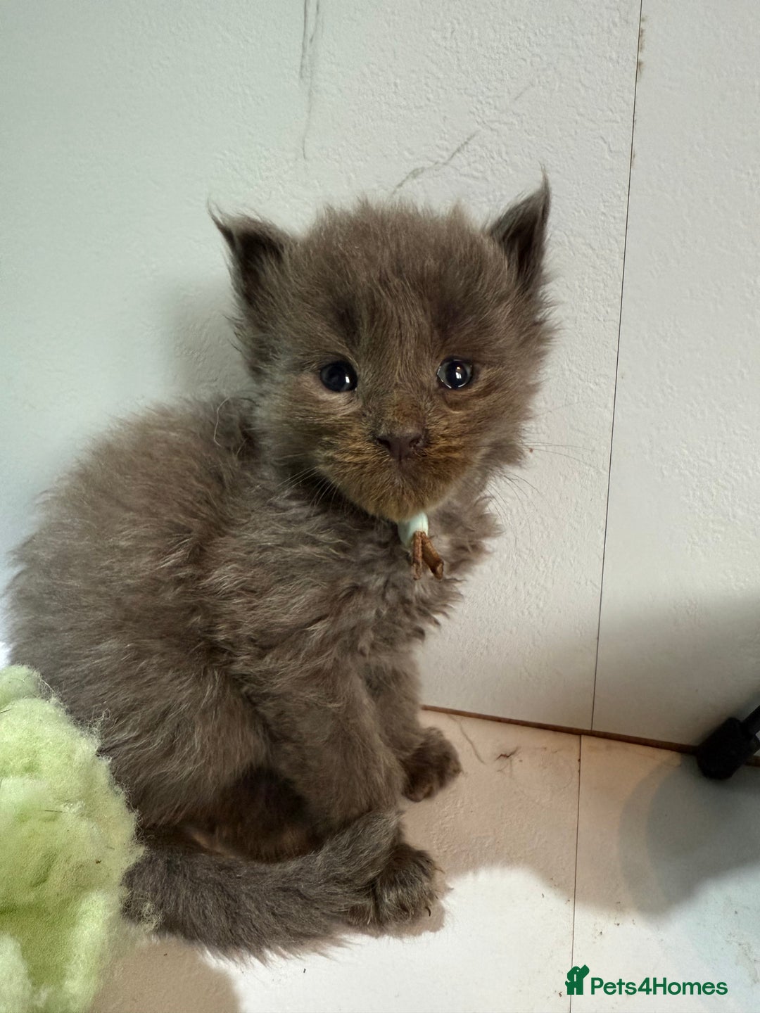 Maine Coon cats for sale: Pedigree Mainecoon kittens  - Image 2