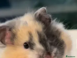Hamster rodents Baby hamsters - Advert 1