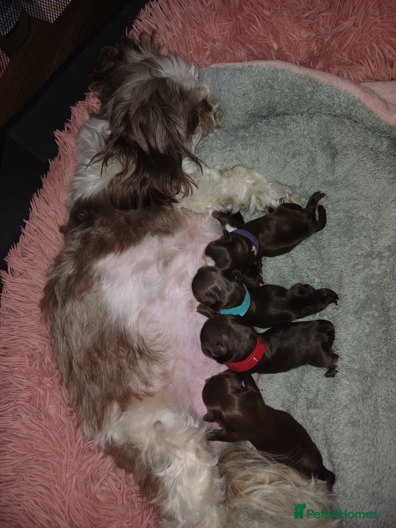Shih Tzu dogs Full Breed Shihtzu For Sale  - Advert 2