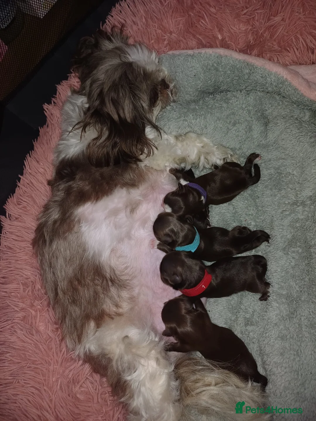 Shih Tzu dogs for sale: Full Breed Shihtzu For Sale  - Advert 1