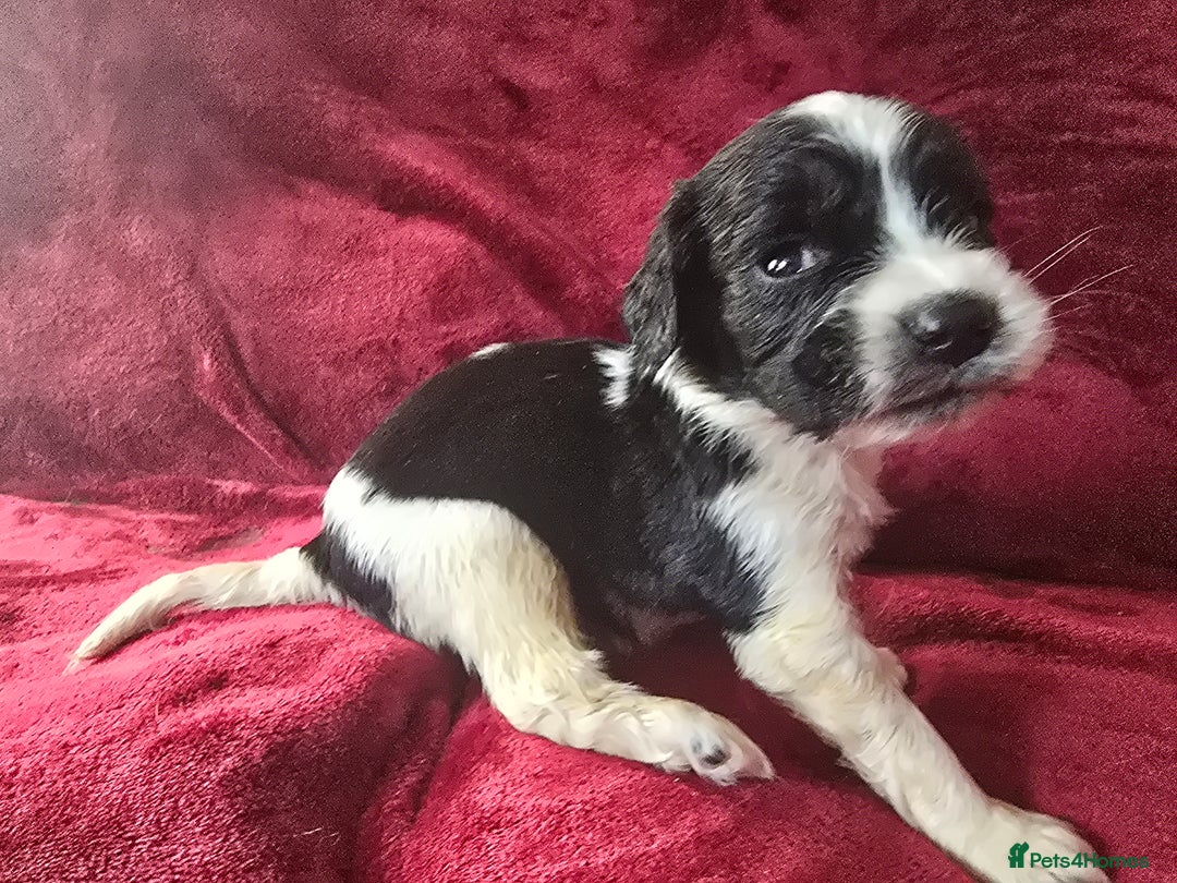 English Springer Spaniel dogs for sale: ⭐️ Ready Stunning KC DNA Vetted, home Ess Pups ⭐️ - Image 31