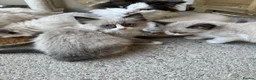 Ragdoll cats for sale: Breeding pair of Ragdolls - Advert 7