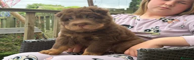 Shar Pei 2