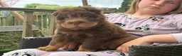 Shar Pei dogs for sale: 3 gorgeous bear coat Shar-Pei in Blaydon-on-Tyne - Advert 4