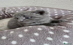 British Shorthair cats for sale: Adorable British Shorthair Kittens  - Image 1