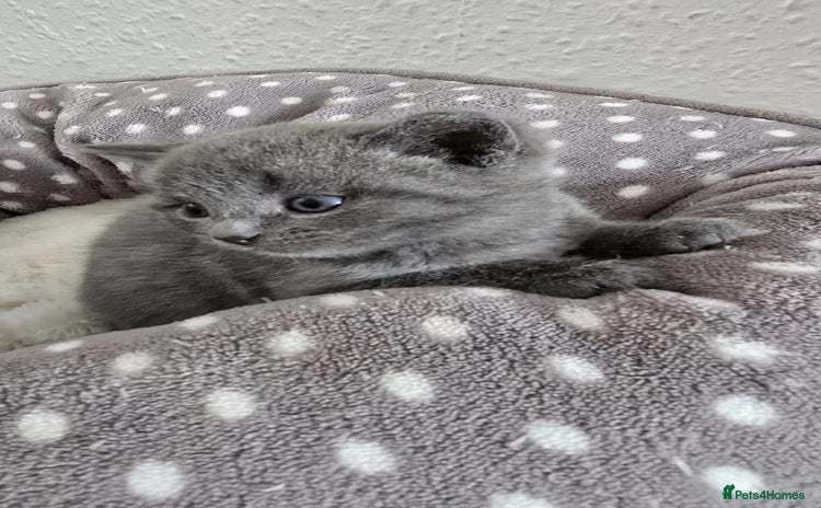 British Shorthair cats - Advert 12