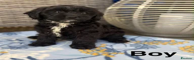 Cavapoo 1