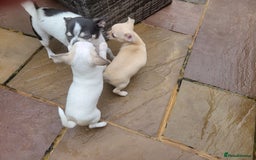 Chihuahua dogs for sale: Beautiful Chihuahuas  - Image 4