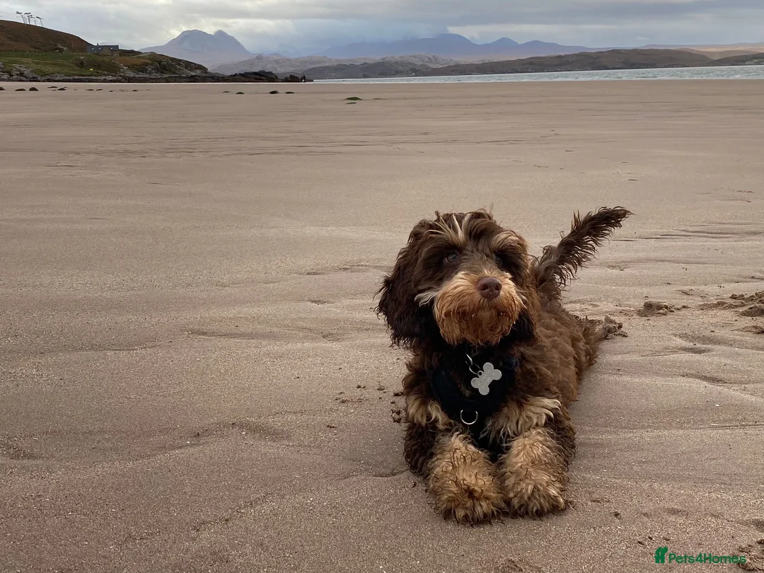 Miniature Poodle dogs for stud: Proven Chocolate Merle Poodle available for stud in Saint Austell - Advert 18