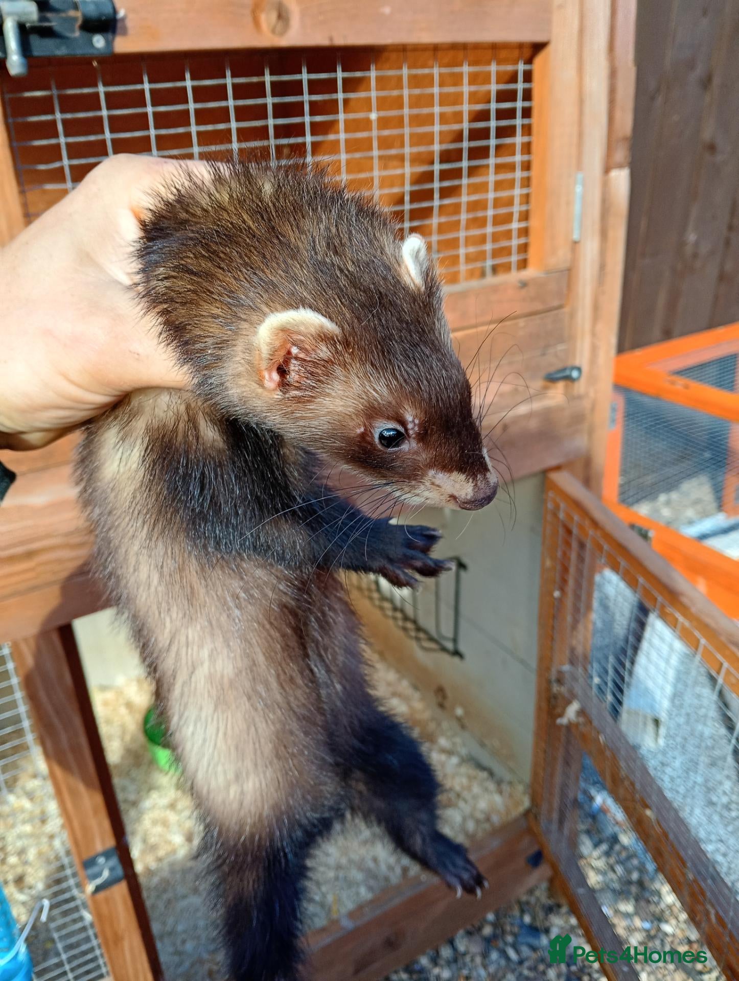 Ferret rodents  EU Point mitt Ferret bite trained 3 month old - Advert 2
