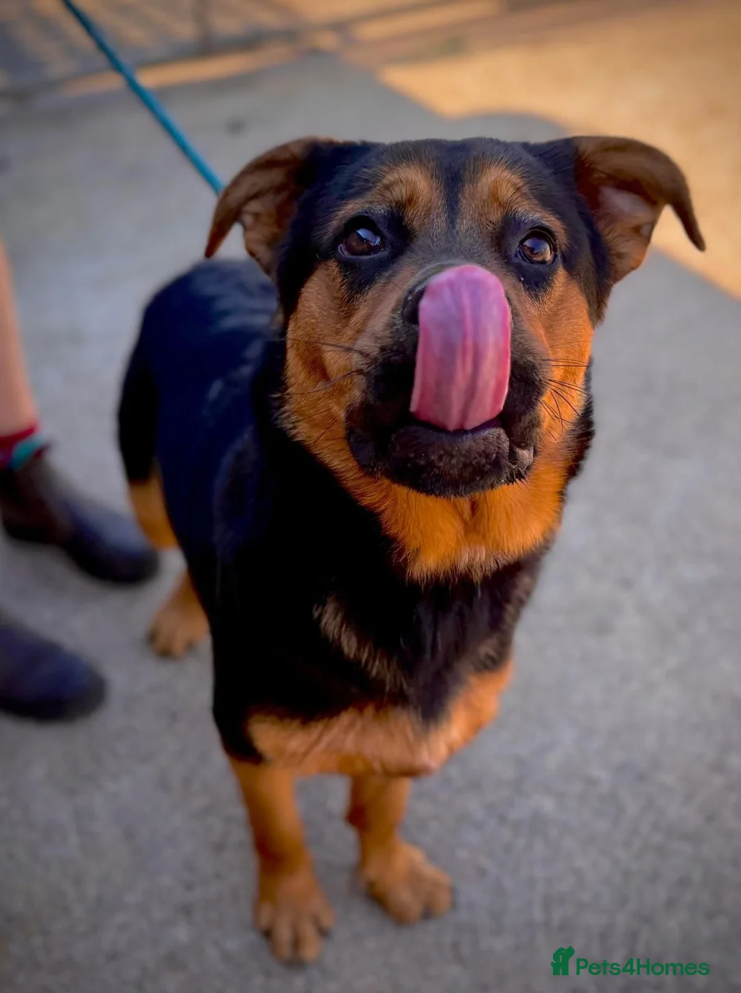 Mixed Breed dogs for adoption: Junior - Huntaway Cross for Adoption in Wells - Advert 5
