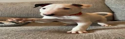 English Bull Terrier dogs for sale: Beautiful bullterrier female  - Advert 4
