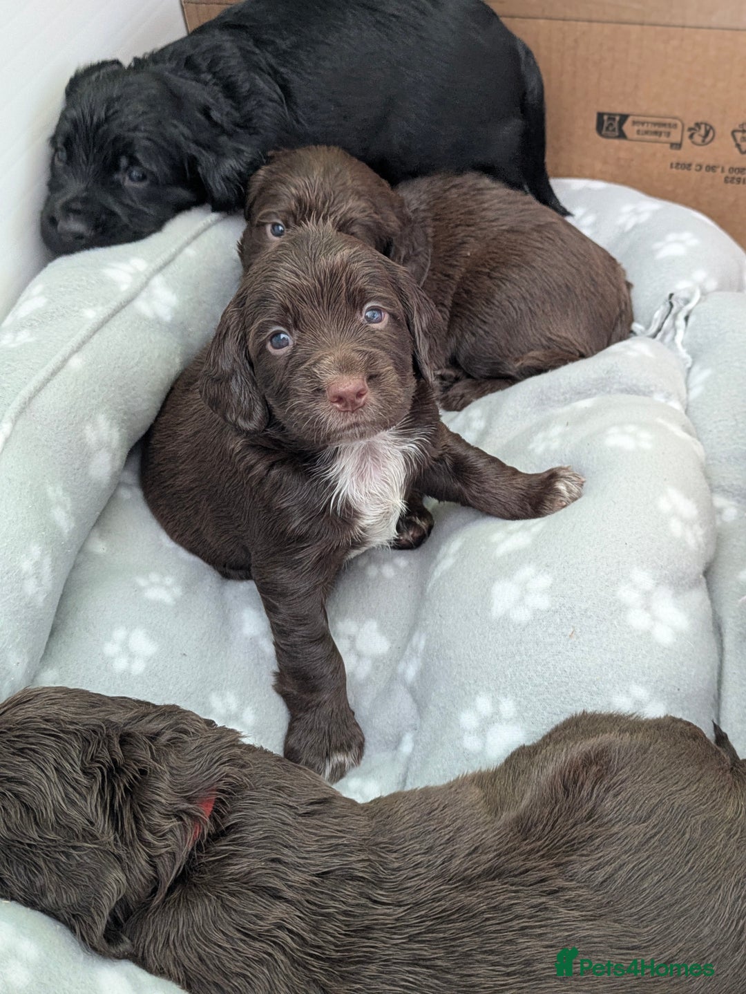 Sprocker dogs for sale: F1 health tested working Sprockers - Image 8