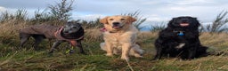 Golden Retriever dogs for sale: 1yr old American Golden Retriever for rehome  - Advert 9