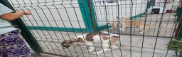Mixed Breed dogs for adoption: 💔 GISELLE - A Lovely Girl for a Loving HOME ❤️ in Nottingham - Advert 12