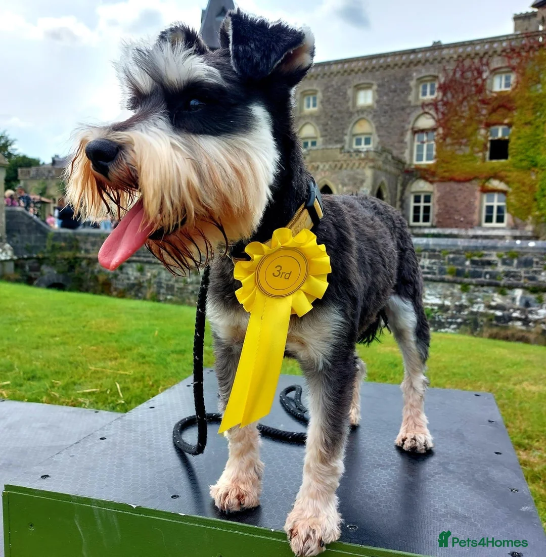 Schnoodle dogs for sale: ❤️ Stunning Schnoodles ❤️ in Llandeilo - Advert 15